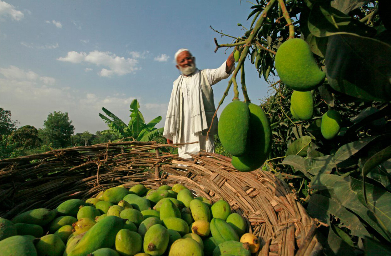 Los productores de mango en Telangana sufren un doble golpe debido a los ataques de plagas y las lluvias fuera de temporada