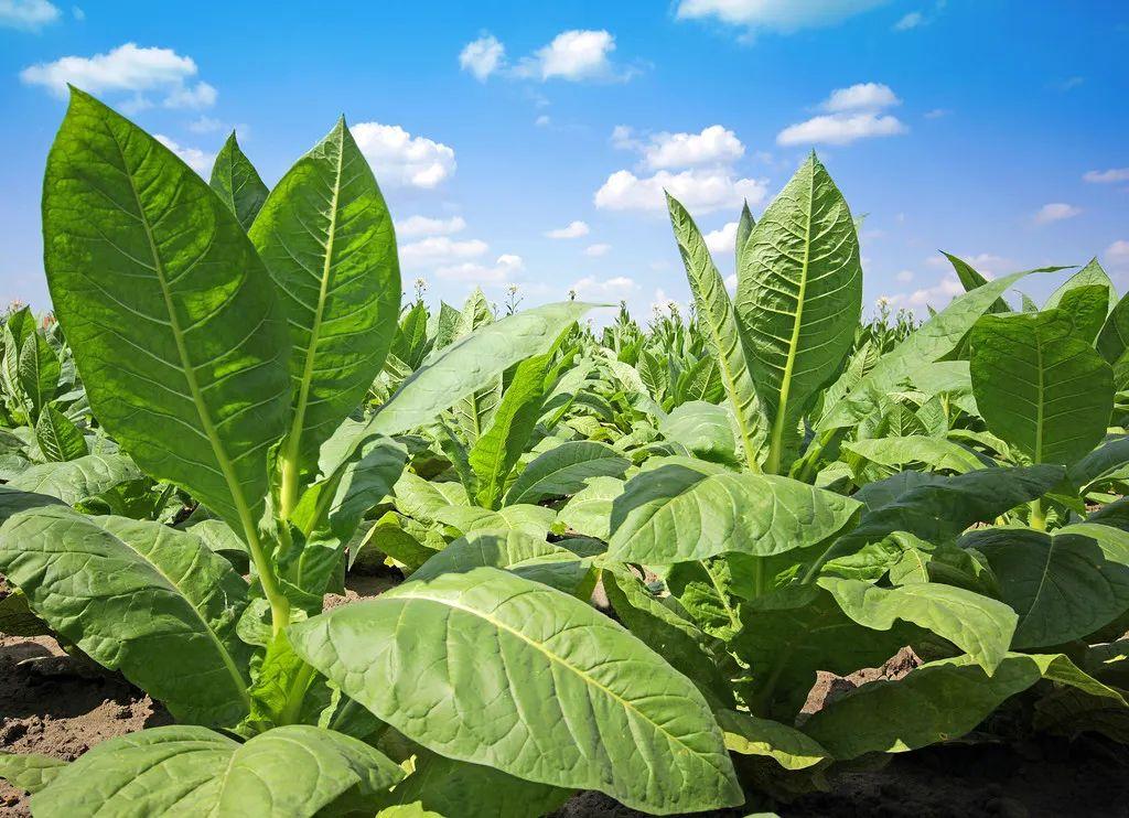 Diferentes resultados del cultivo del tabaco.