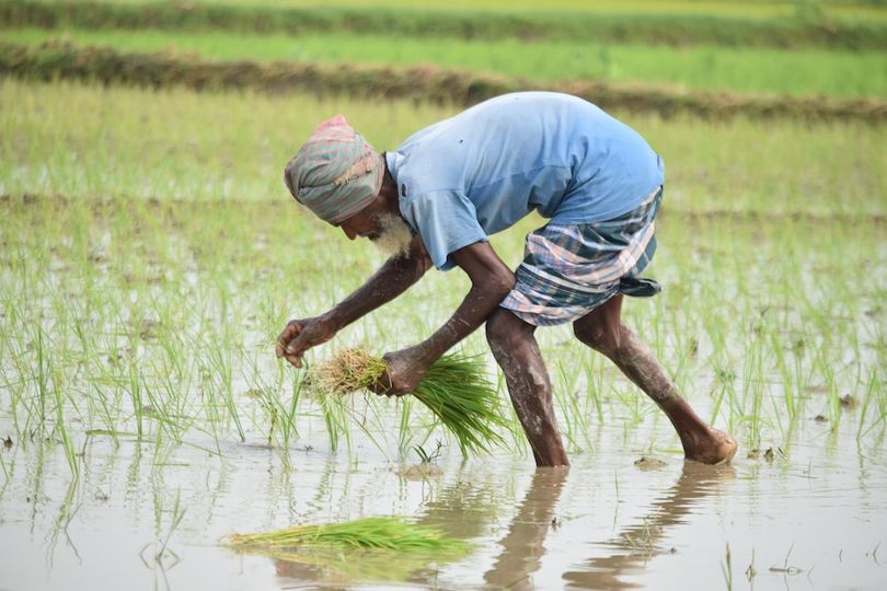 Los productores de Bangladesh se encuentran en apuros porque la enfermedad añublo afecta el cultivo de arroz