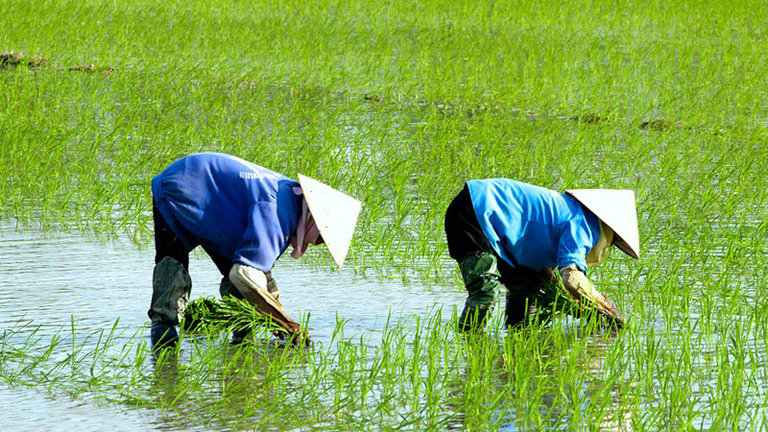 En los dos primeros meses de este año, China se ha convertido una vez más en el mayor mercado para las exportaciones de productos agrícolas y acuáticos de Vietnam.